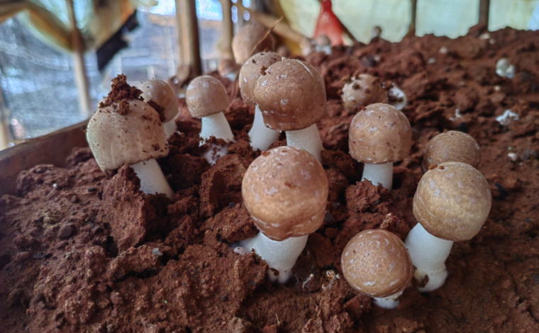 解码文化自信的城市样本｜苍洱毓秀