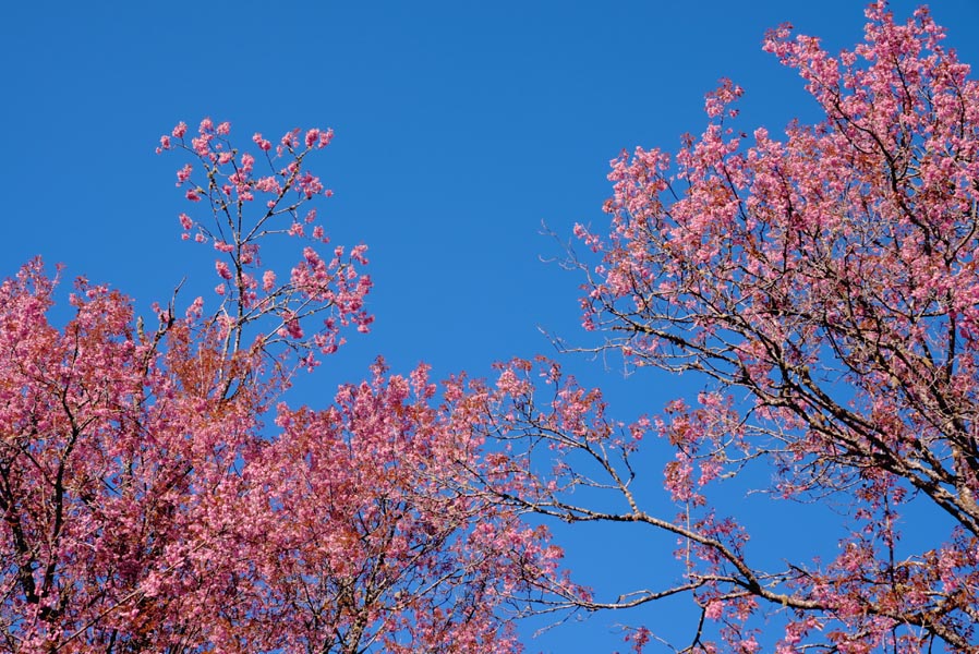 云南大象的2025：从春闹到冬泳