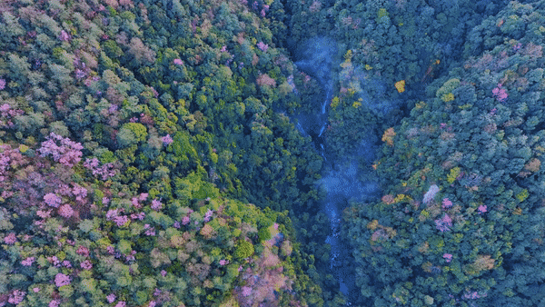 云南省财政下达奖补资金助推云茶绿