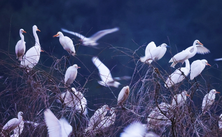 超1100万张彩云券拉动消费逾1