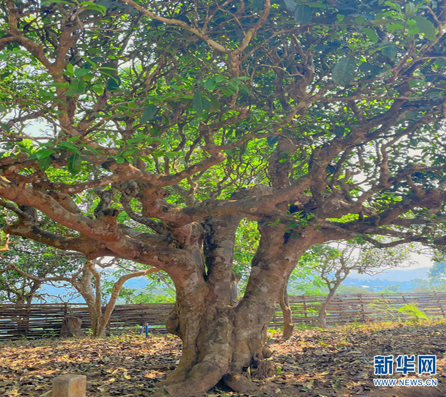 云南西双版纳：让密林中的古茶园经济实现可持续发展