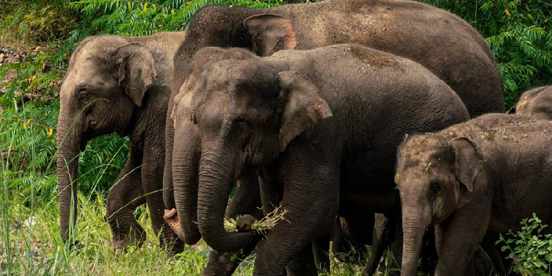 【跟著大象逛雲南·“象”滇記】這個國慶假期，想念不如“象”見