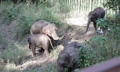 【亚洲象“大咖秀”】“宝哥”和它的“小跟班”