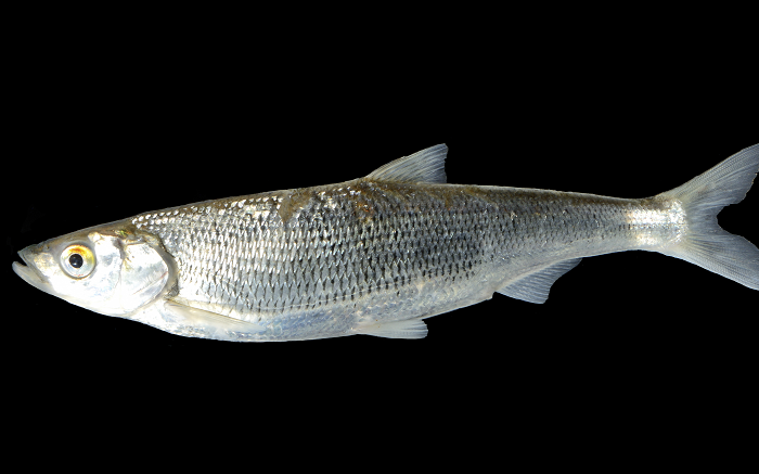 聚焦高原湖泊生物治理 拯救濒危土著鱼种