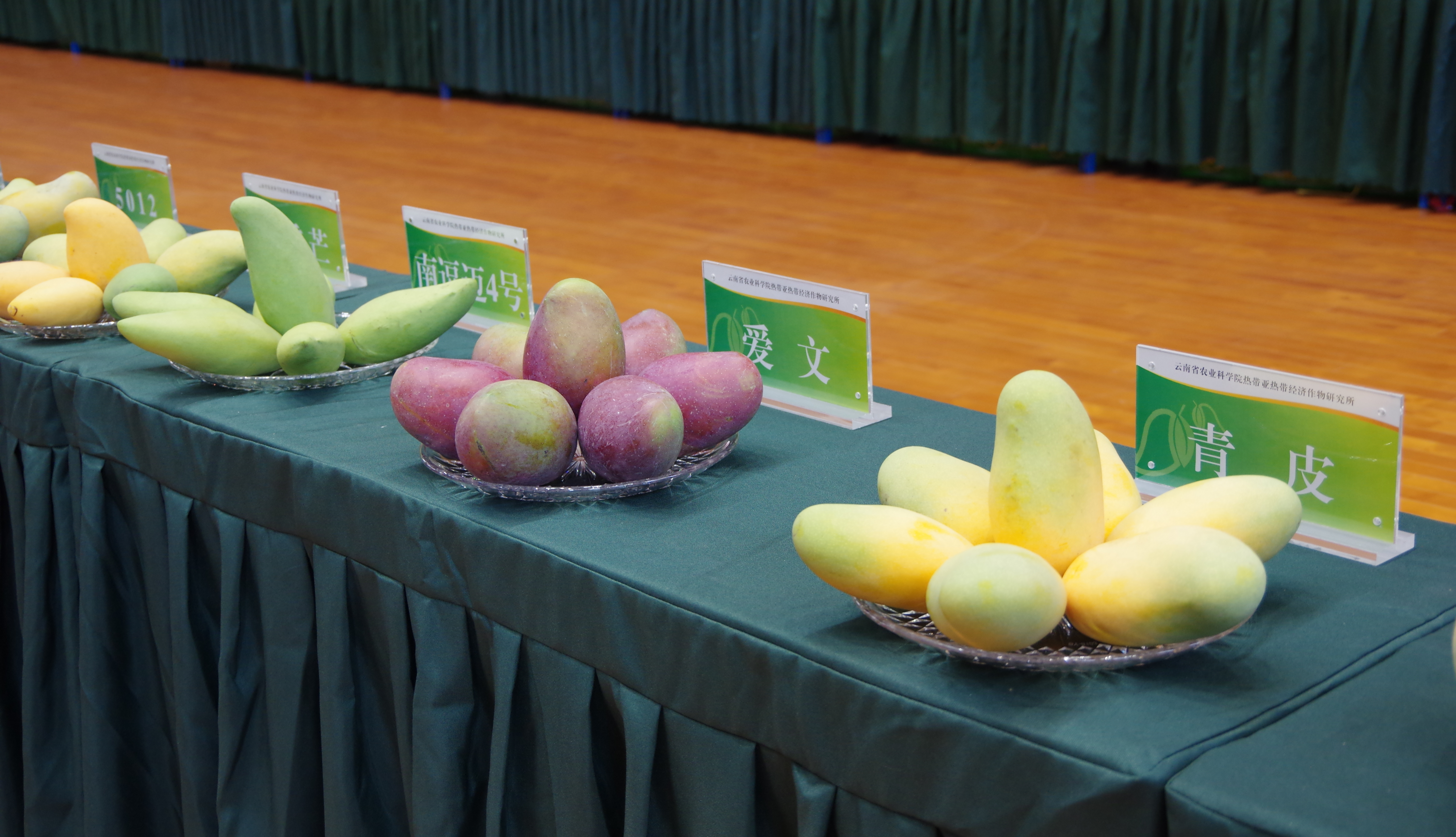 云南省重大科技专项芒果成果发布会现场芒果品种展示