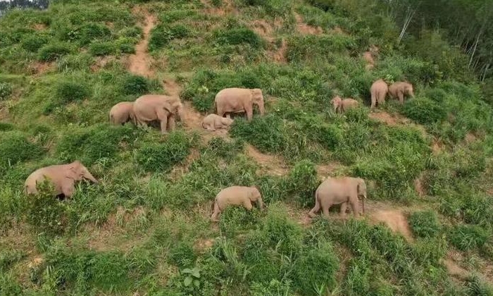 【大象频道】11头野生亚洲象欢乐“打卡”云南边境村寨