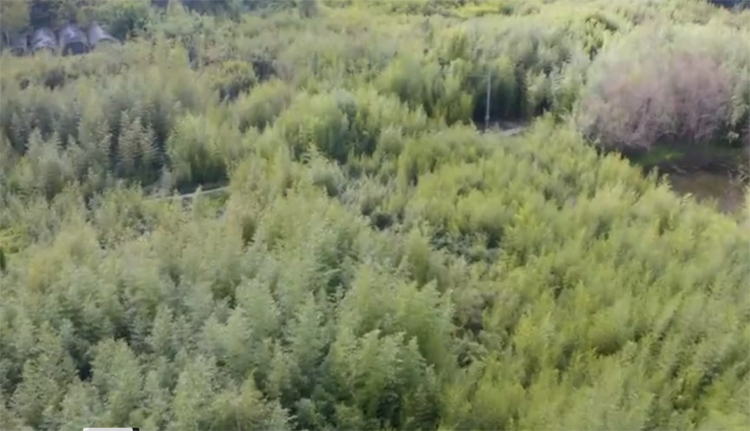 COP15|【新华云直播】在“世界竹类故乡” 探秘竹子生物多样性之美