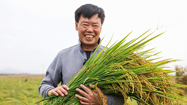 半月谈丨“水稻旱作”成就“农民院士”