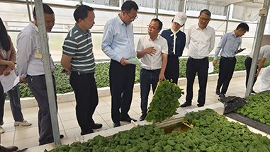 云南弥渡：科技服务支撑现代农业高质量发展