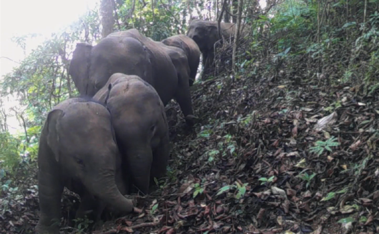 【國際生物多樣性日】走進世界佤鄉 探尋亞洲象的蹤跡