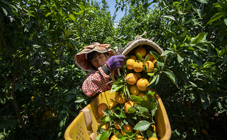 雲南賓川：小柑桔成就“甜蜜”大産業
