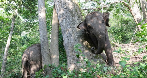 西双版纳：快乐萌象