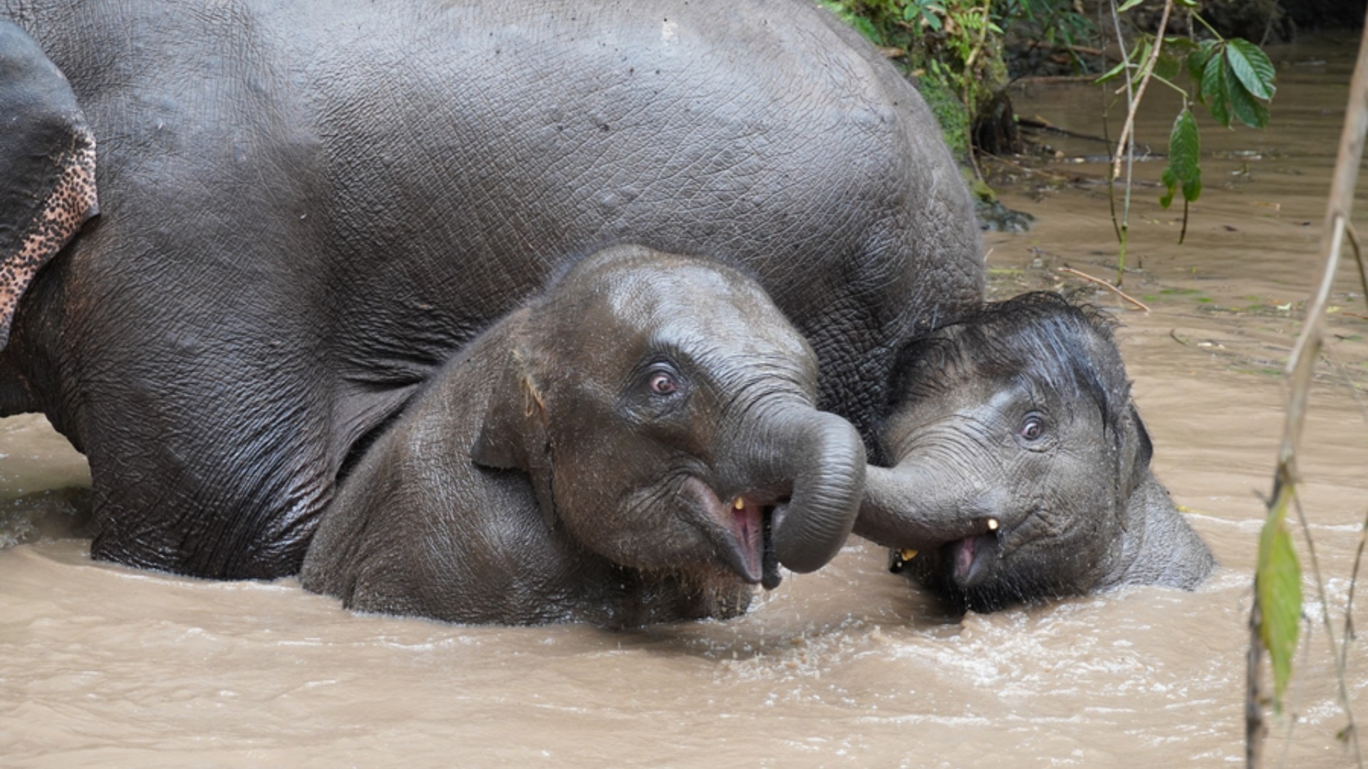【大象密码第十二期】是庞然大物，也是&ldquo;运动健将&rdquo;