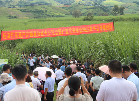 桂滇兩省（區）專家共謀蔗糖産業高品質發展