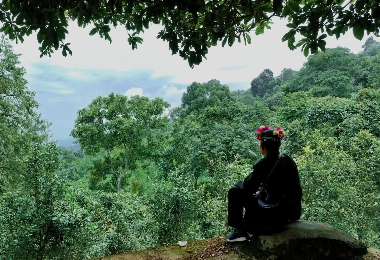 &ldquo;我爱西双版纳&rdquo;短视频大赛投稿作品展示丨《守茶（南糯山）》