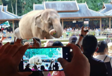 &ldquo;我爱西双版纳&rdquo;短视频大赛投稿作品展示丨《在云南西双版纳，体验&ldquo;象&rdquo;往的山水人文》