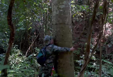 &ldquo;我爱西双版纳&rdquo;短视频大赛投稿作品展示丨《探寻中国新纪录属植物大花舟翅桐》