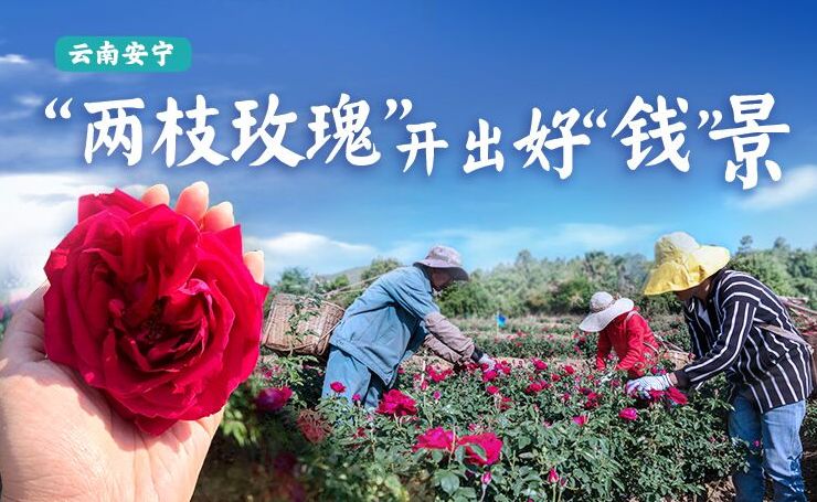 鄉村振興在行動|雲南安寧：“兩枝玫瑰”開出好“錢”景
