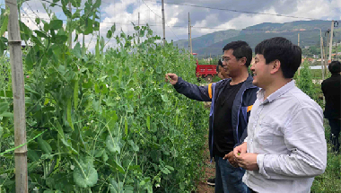 国家乡村振兴重点帮扶武定县科技特派团专家精准服务武定食用豆产业