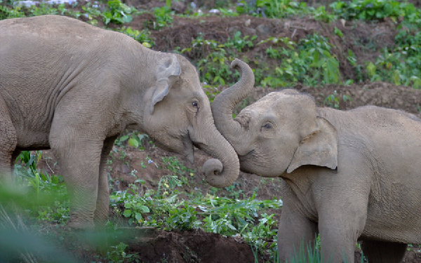 云南普洱：亚洲象之间的小亲密