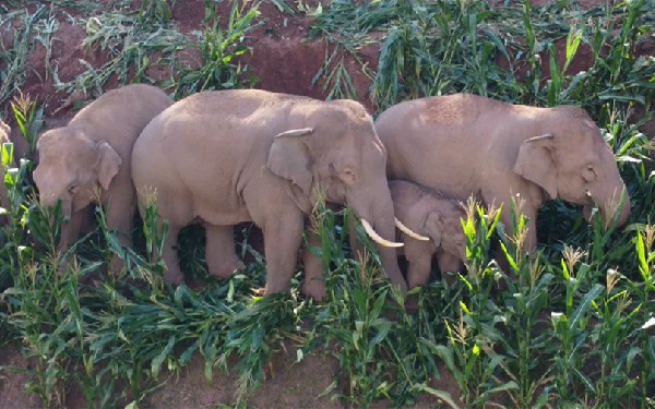 普洱勐先拍到野生亚洲象群