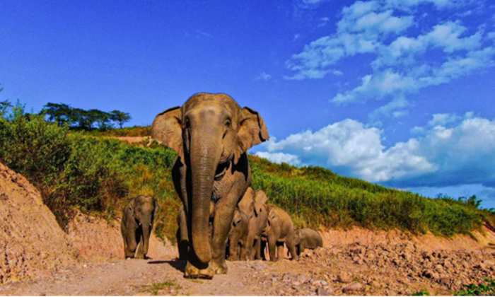 【大象频道】保护亚洲象，一起“象”往普洱