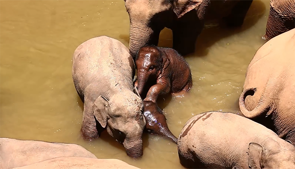 【大象频道】泡在水里好舒服 搓澡的快乐小象知道！