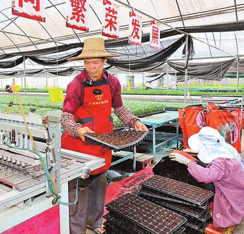 元谋县工厂化育苗助力蔬菜稳产丰产