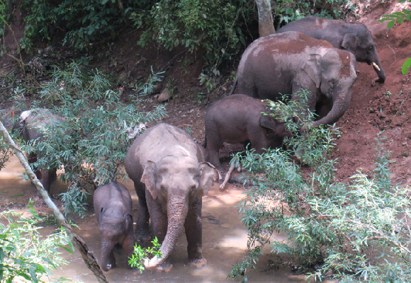 【大象“大咖秀”第一期】让世界关注云南大象的“短鼻家族”