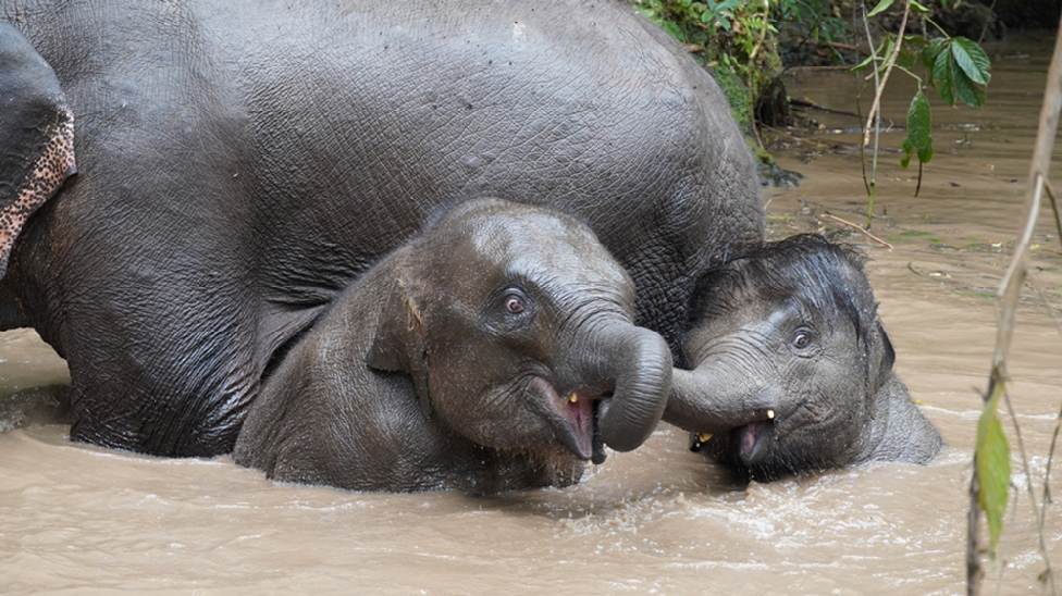因泼水节上热搜的小象有朋友啦