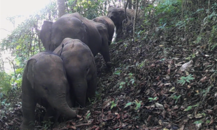 【国际生物多样性日】走进世界佤乡 探寻亚洲象的踪迹
