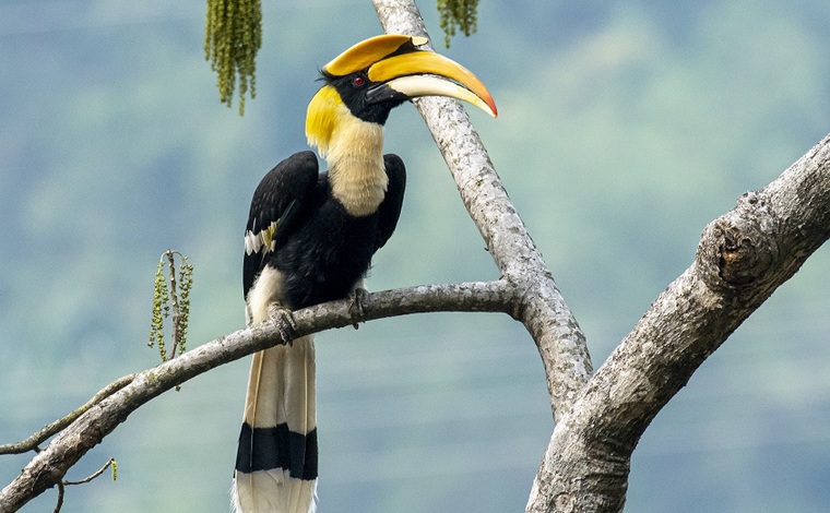 在雲南盈江探尋豐富多彩的鳥類世界
