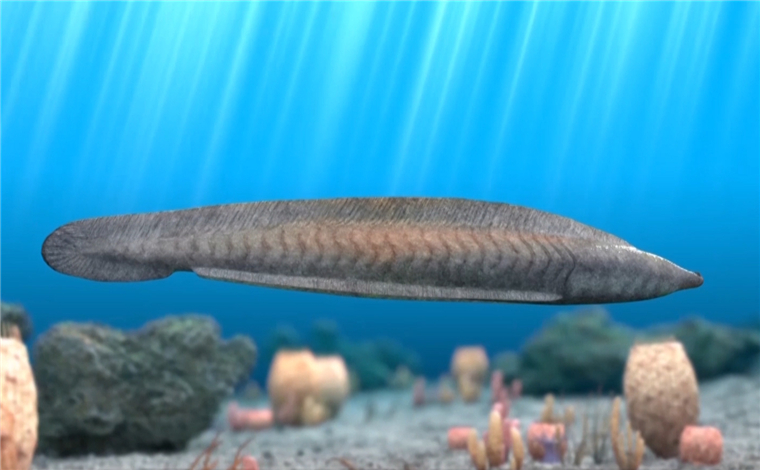 穿越寒武纪｜这条远古小鱼在五亿多年前就拥有脊椎